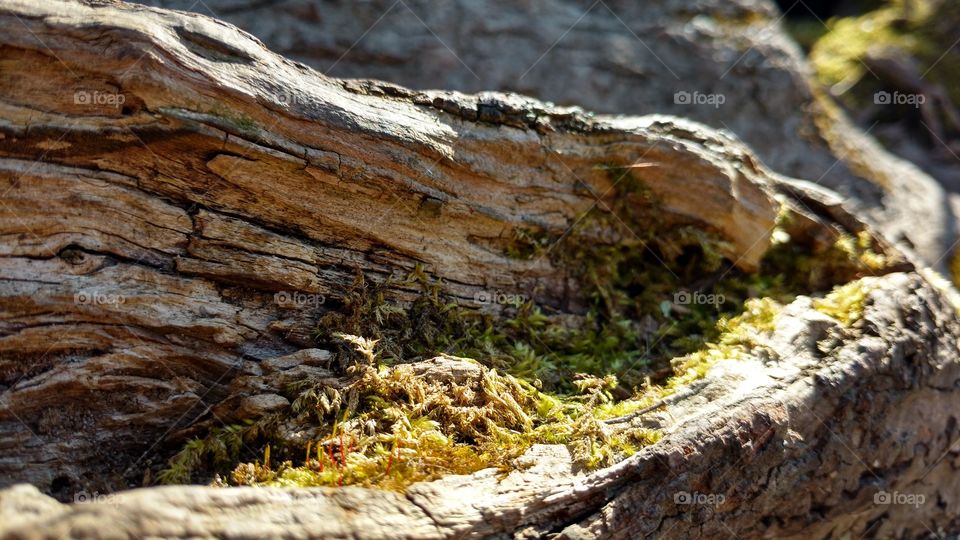 mossy wood
