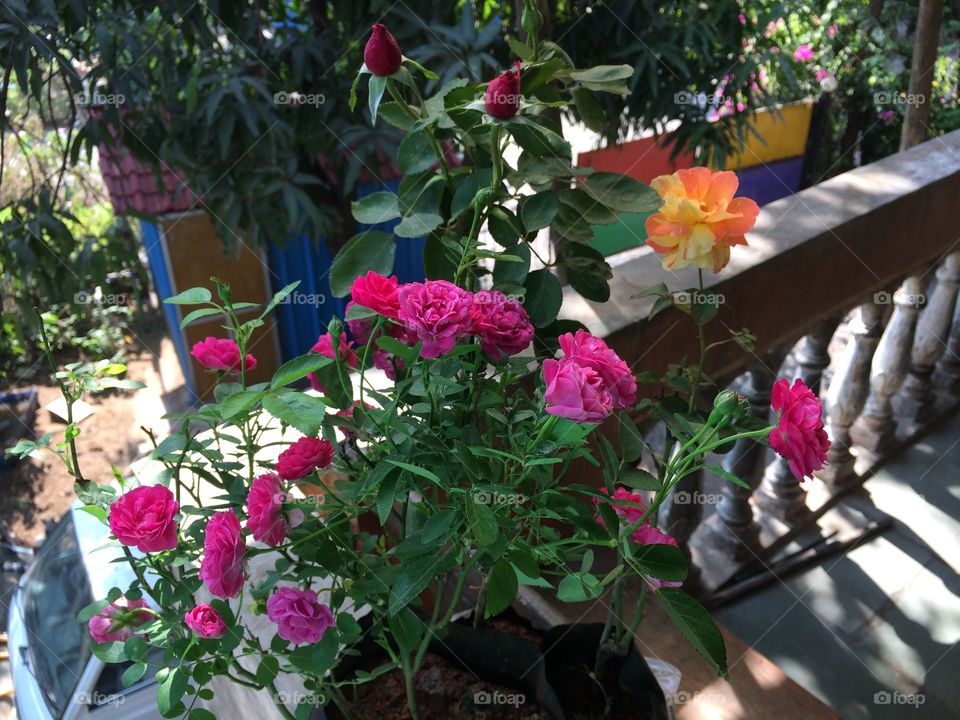 Rose flowers 