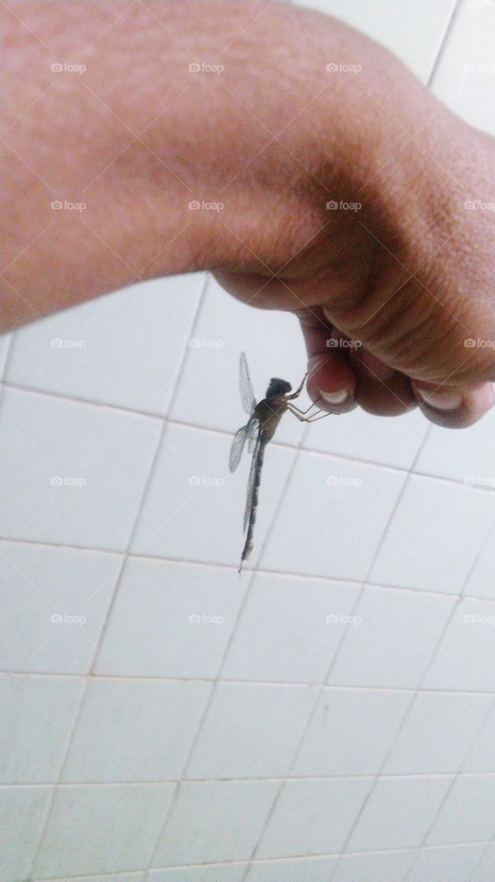 A lost dragonfly, perched on real hands without engineering