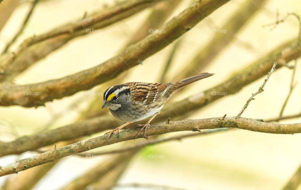 Pretty white throated sparrow