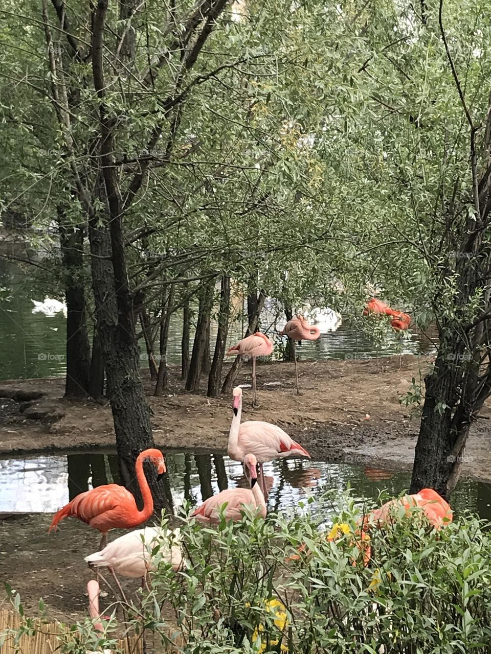Pink flamingos by the water