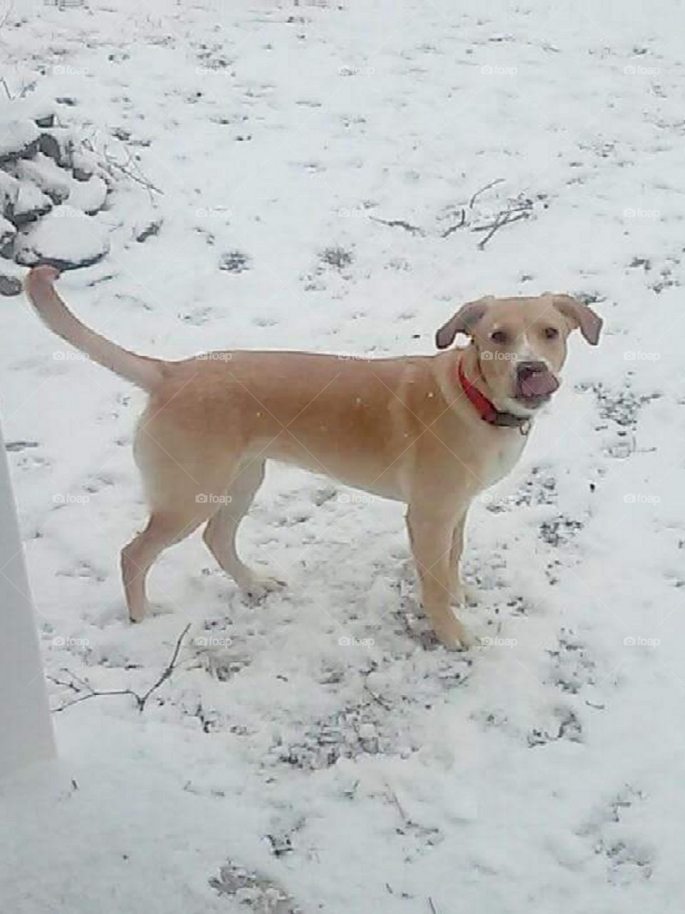My puppy Lucy eating snow