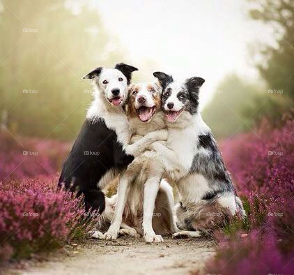 Dogs loving each other