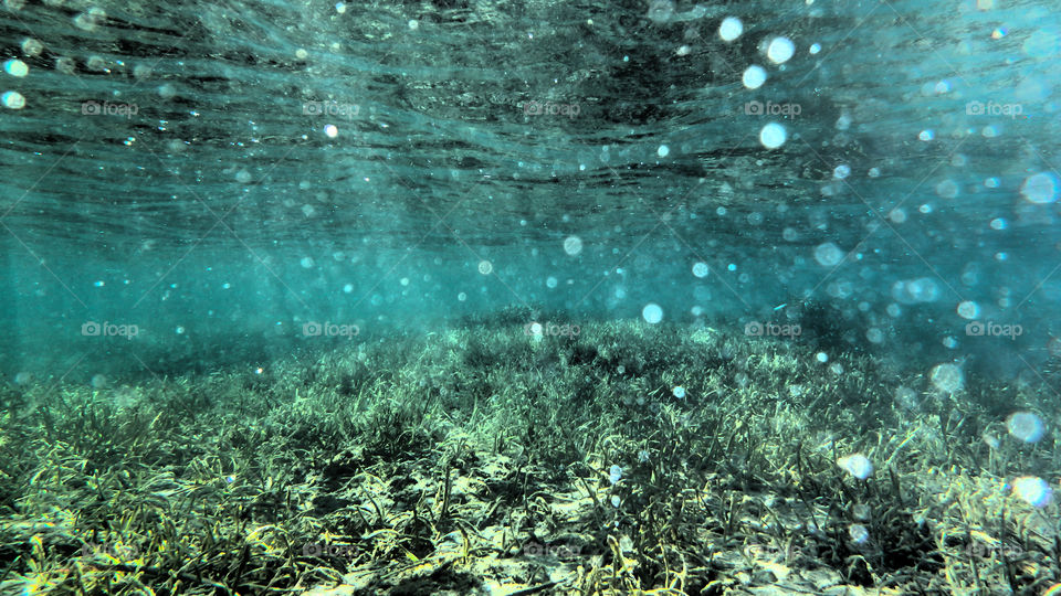 View of rock and grass underwater