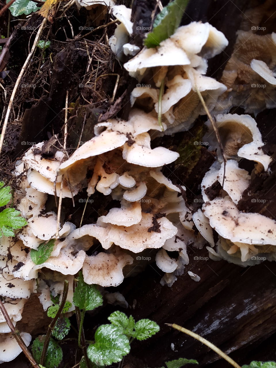 fungus in the fall
