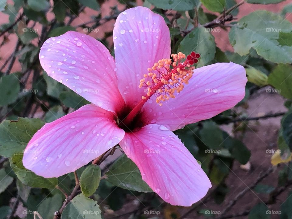 Beautiful purple flower