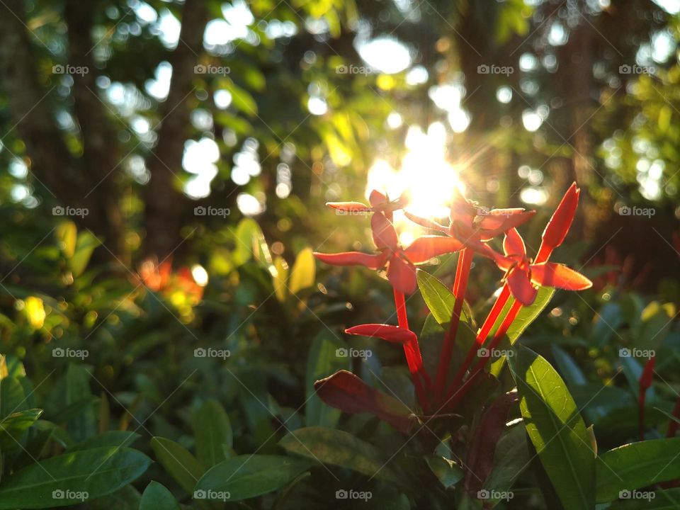 View of the sun in the afternoon about to sunset