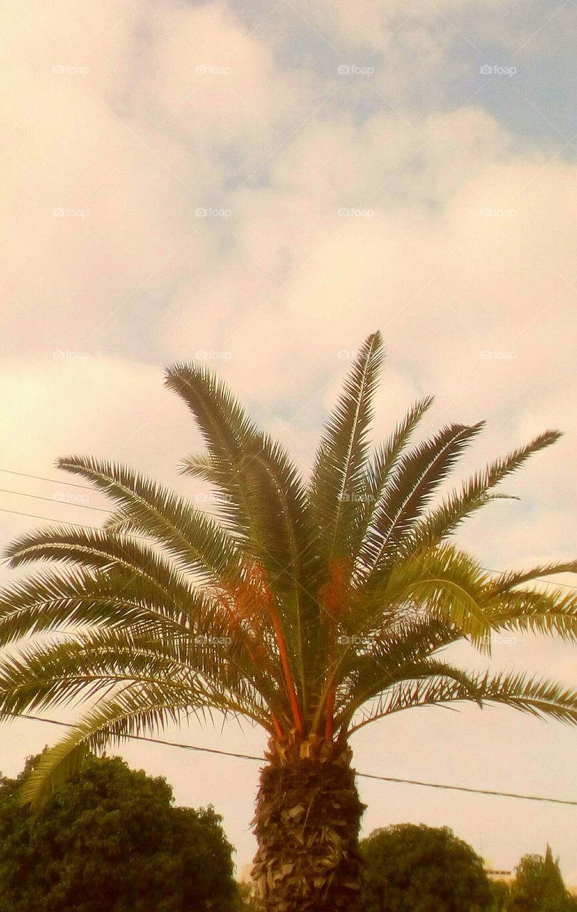 Gorgeous vibrant Date Palm up to scenic
beautiful idyllic sky
