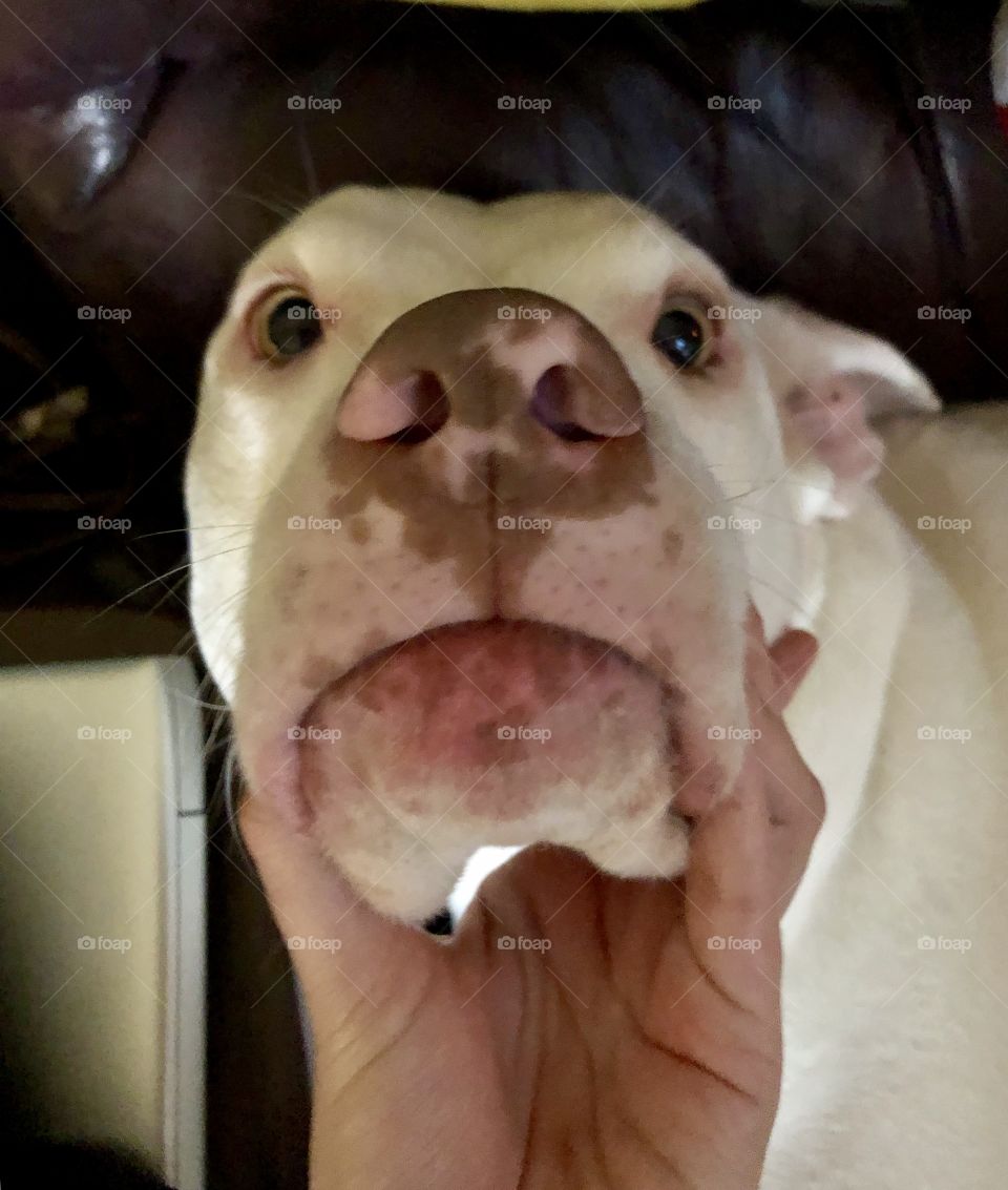 A sweet pit bull let’s me squeeze his cute cheeks 