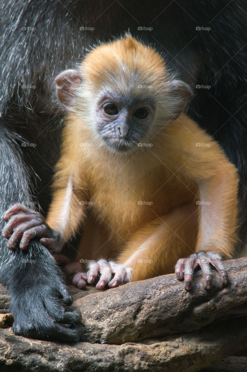 Young Silvered Leaf Monkey