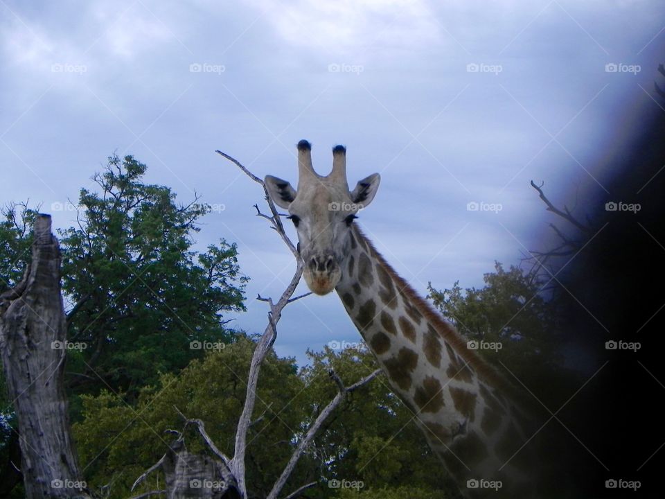 A giraffe in the dusk in Botswana