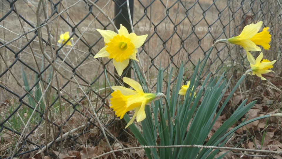 No Person, Nature, Leaf, Flora, Flower