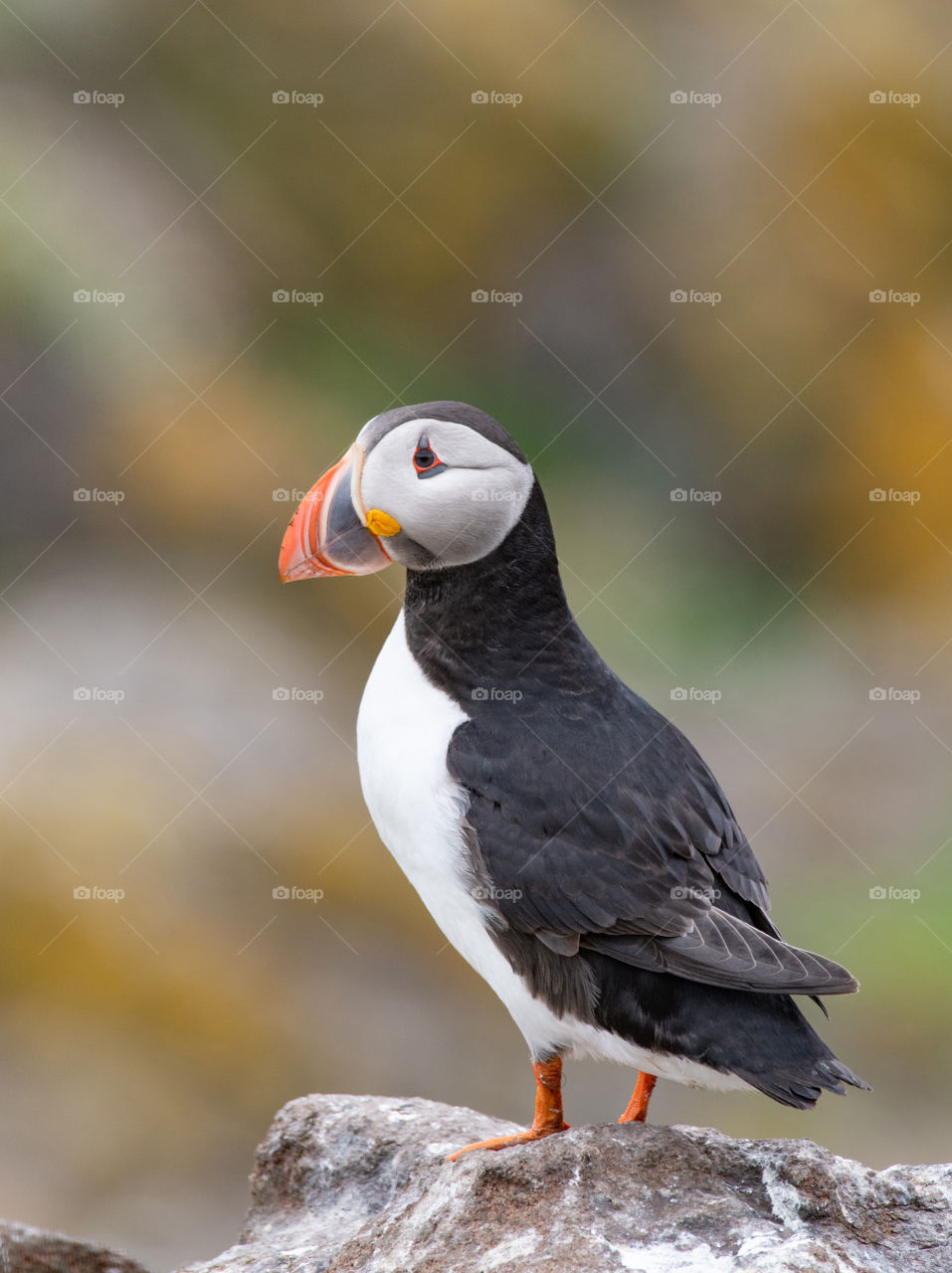 Atlantic puffin standing on cliff