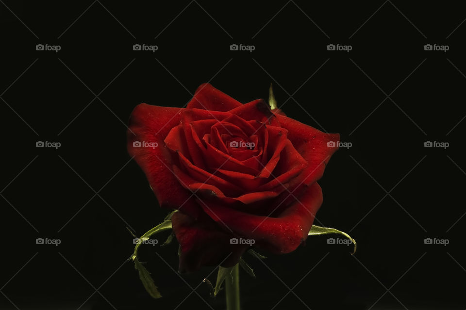 Red rose