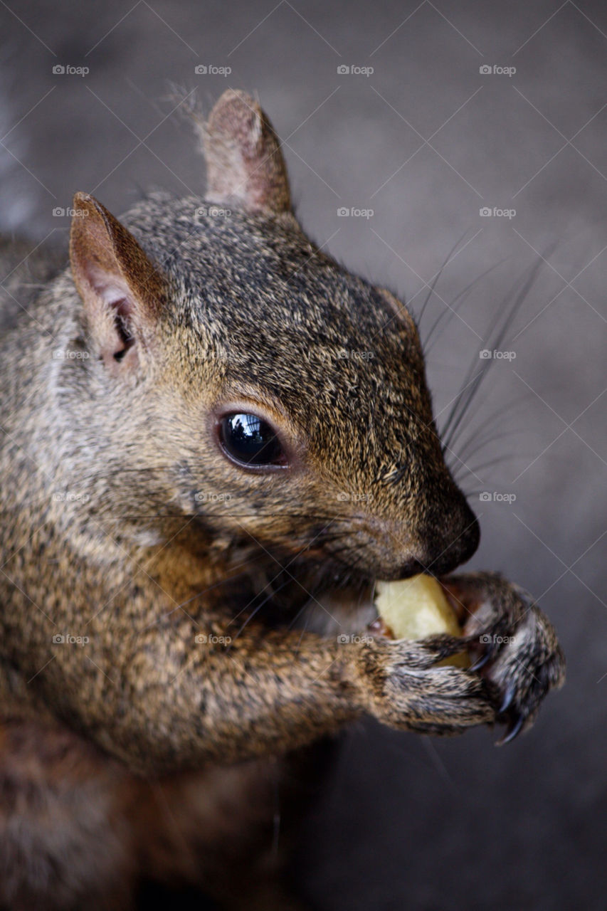 animal wildlife chipmunk chipmunk eating by pamelaevelyn