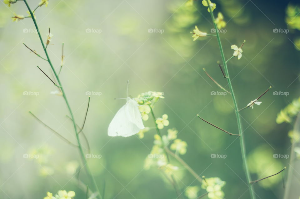 Butterflies and Hurricanes