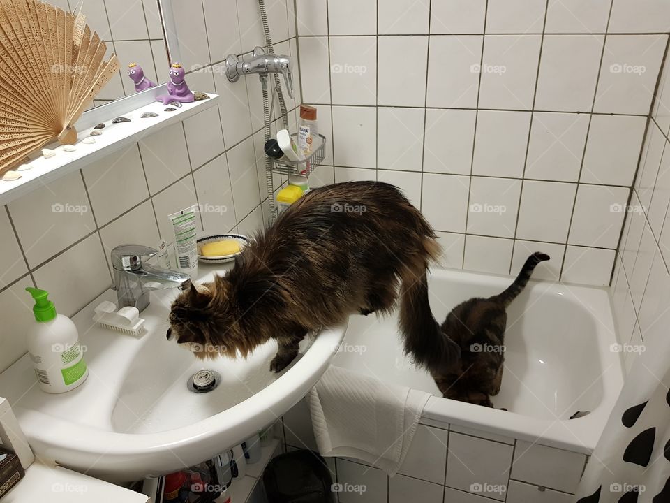 thirsty cats