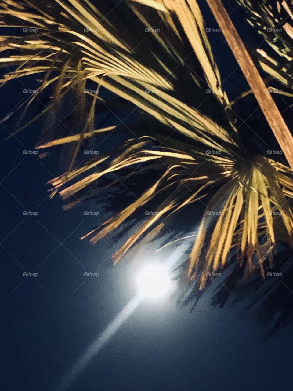 Full moon peeking out from underneath the palms blowing in the string wind in Rockport TX