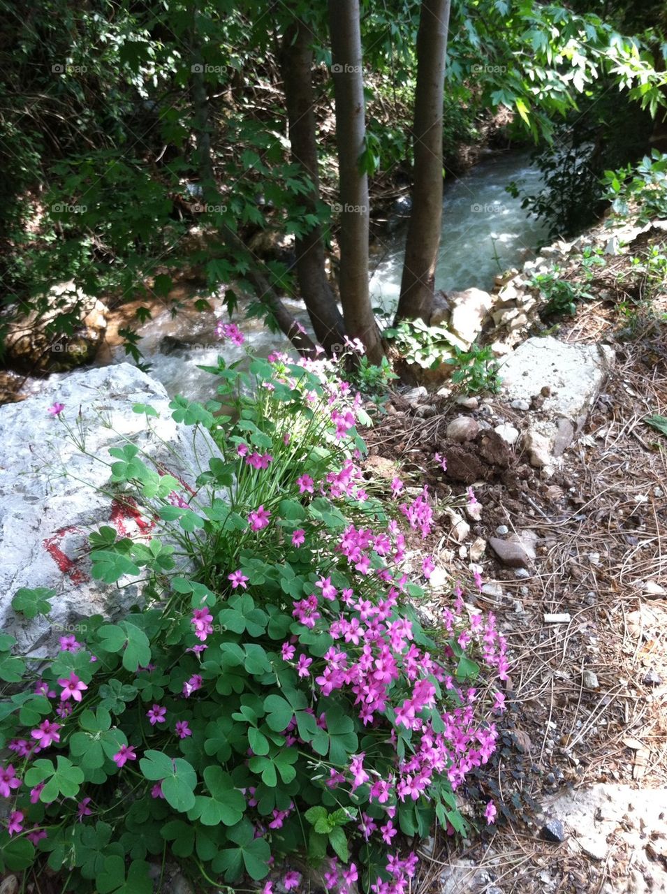 Rock flowers by the stream