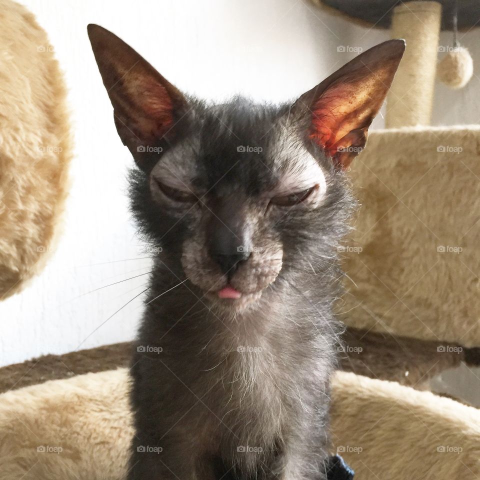 Lykoi Cat