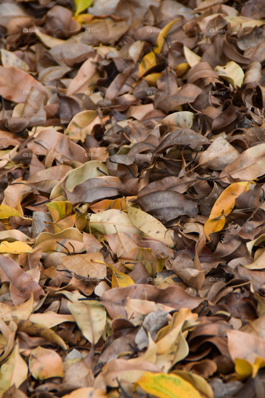 Dead dried leaf falling for autumn