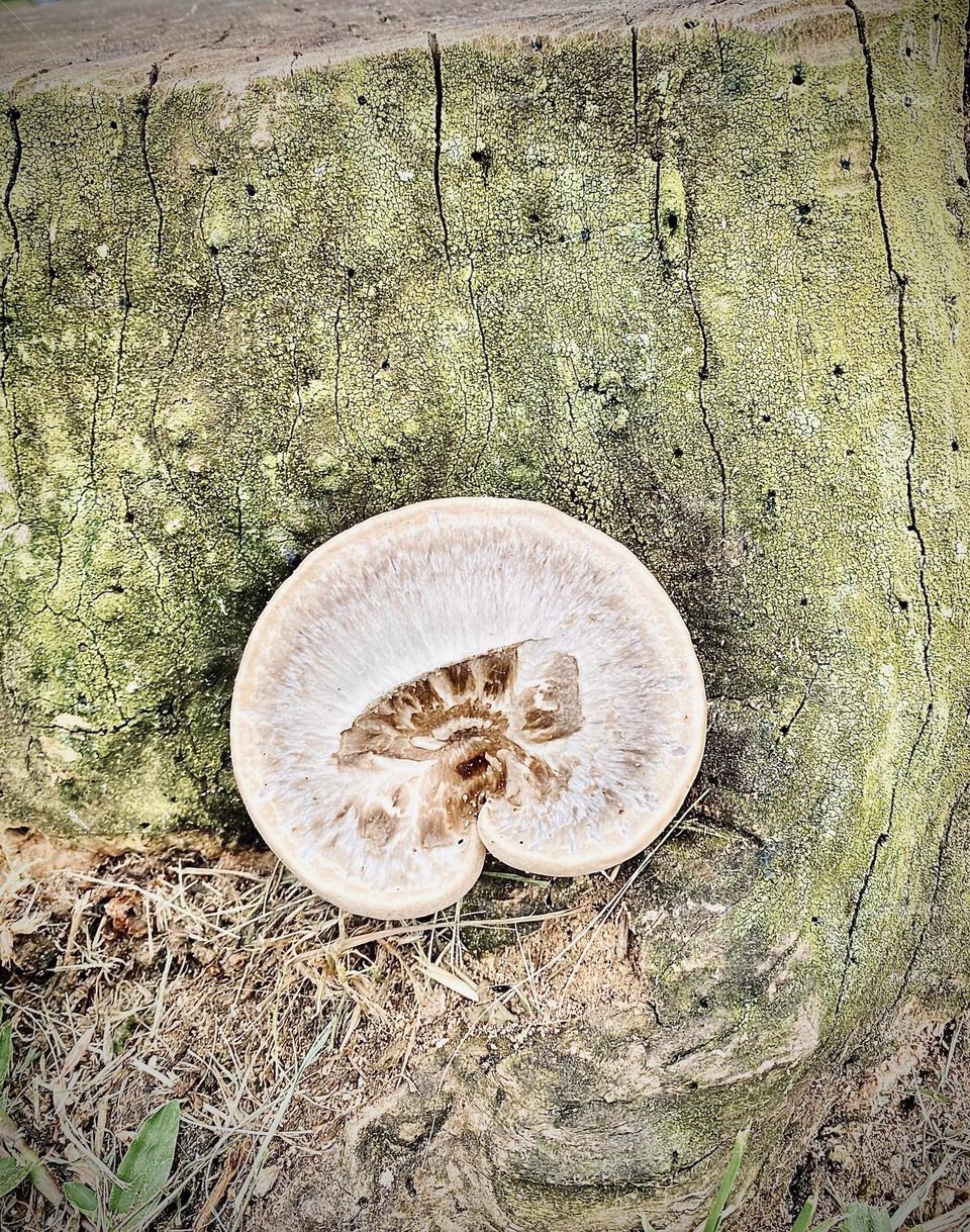 Lonely mushroom