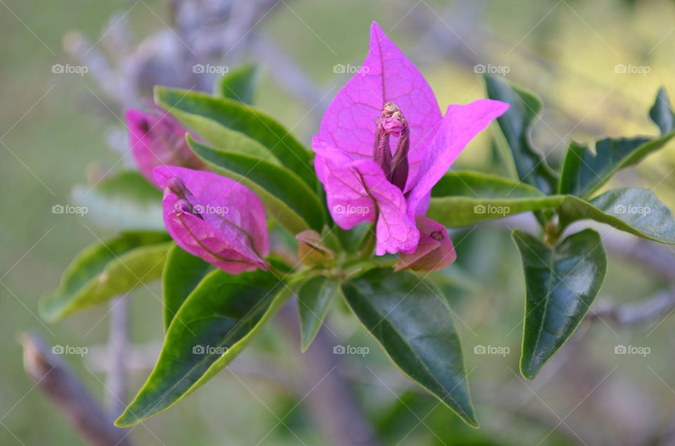 flowers nature flower purple by ram808