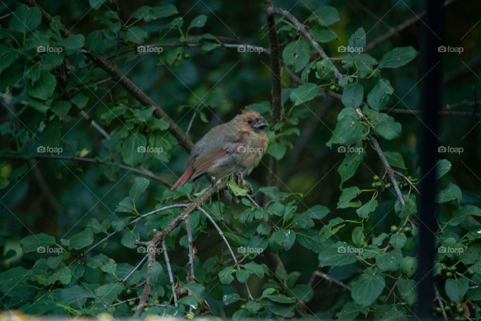 Cardinal in the trees after eating. 