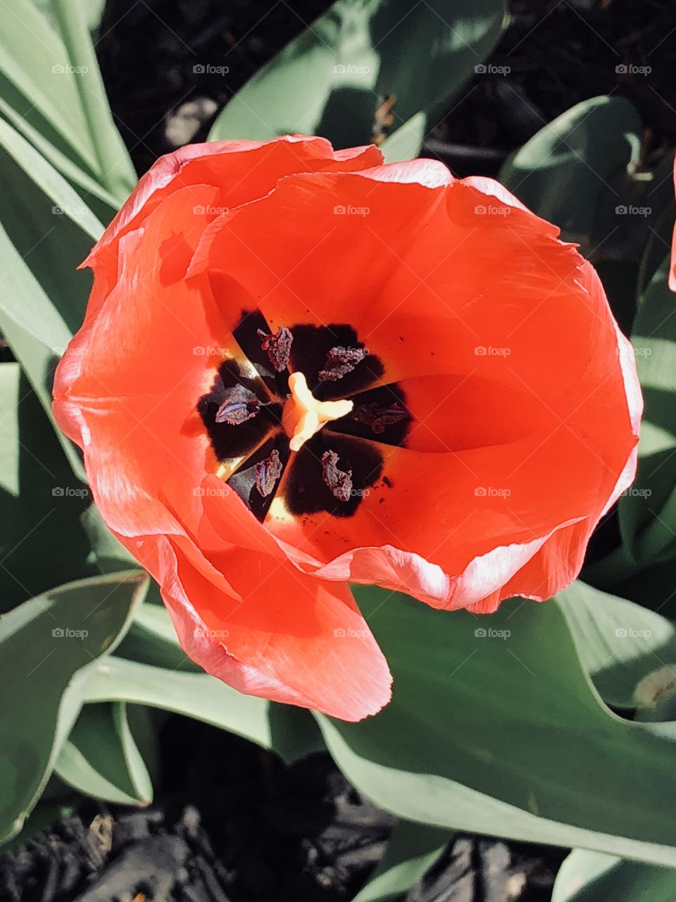 Center of Red tulip 