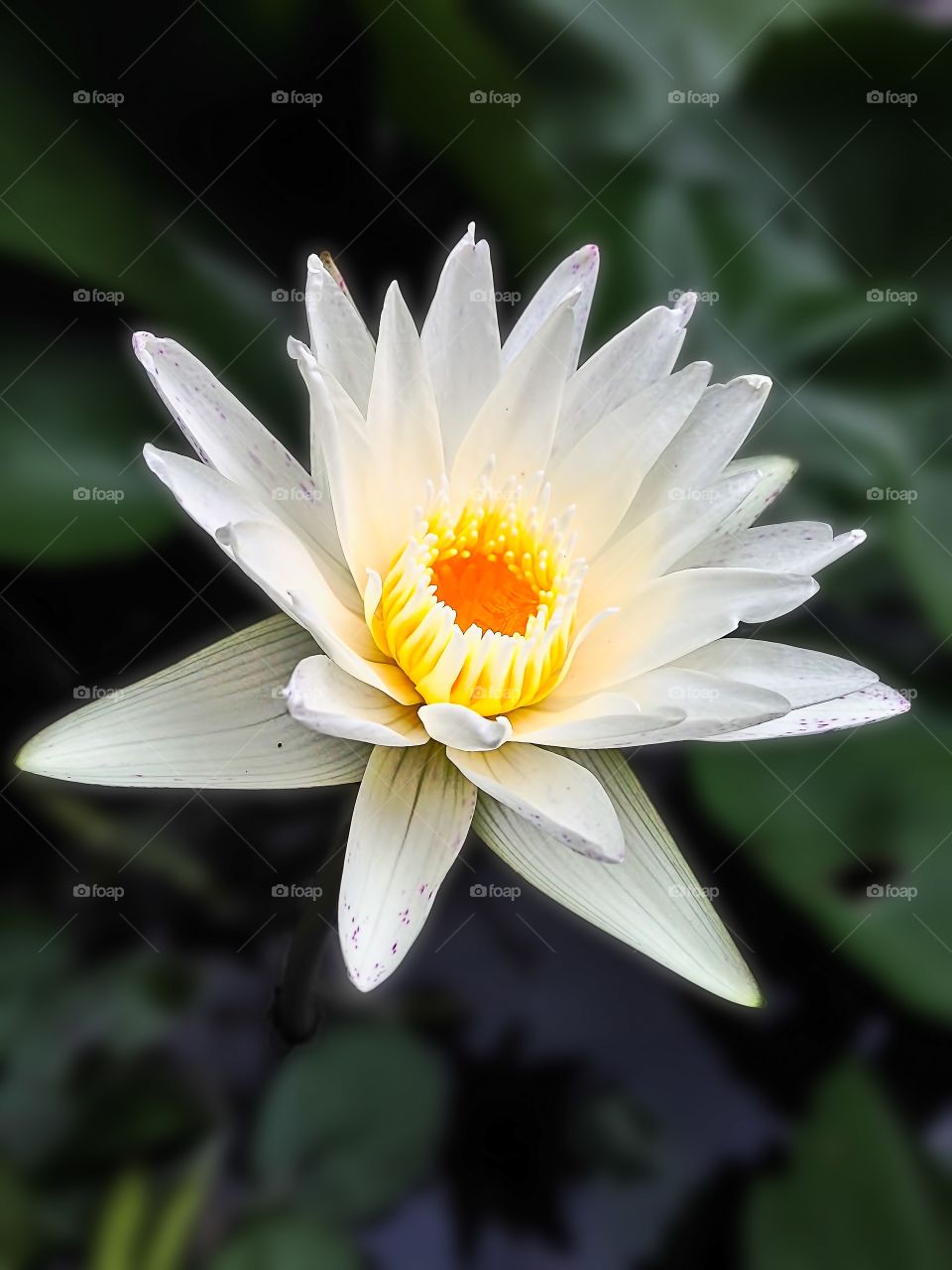 Water Lilly