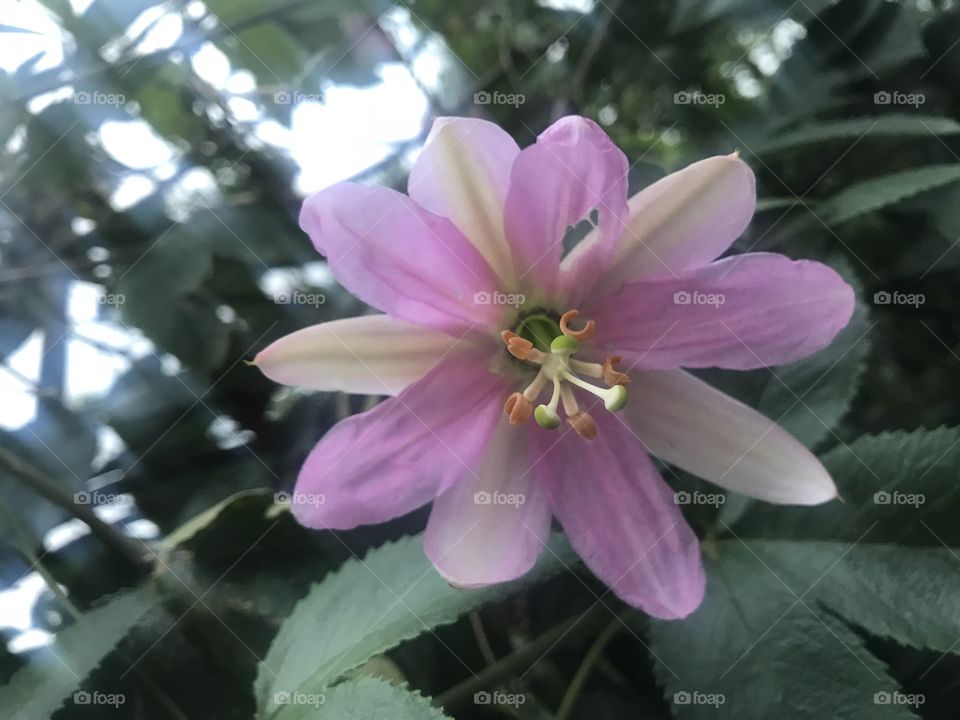 Pink Flower 