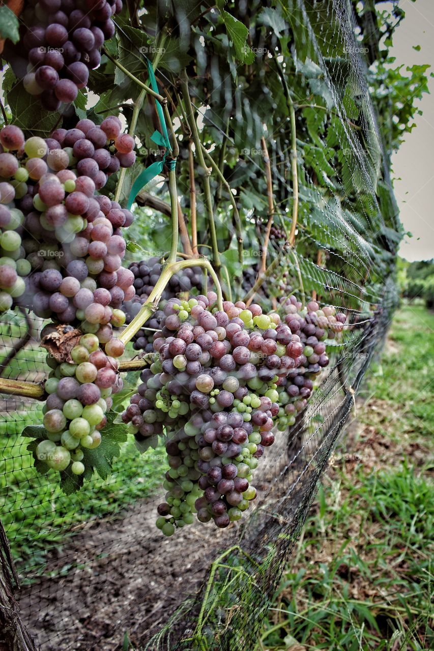 Close-up of red grapes