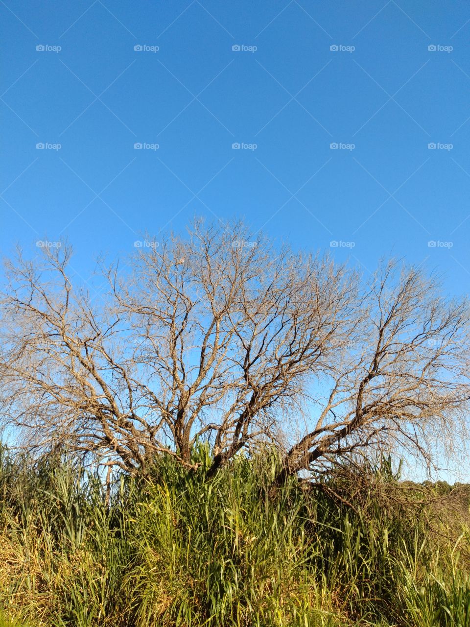 bem vindo foap natureza