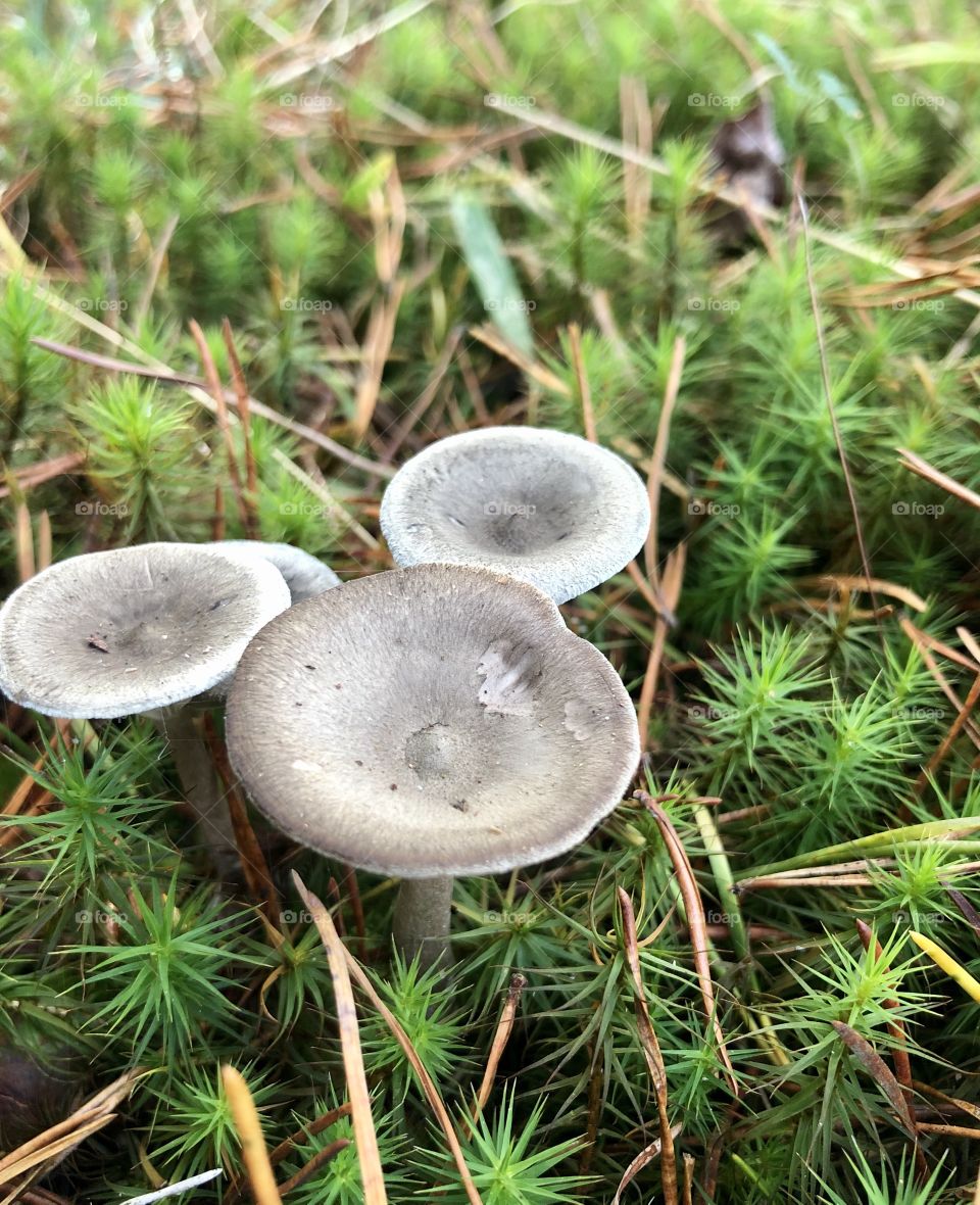Wild white mushrooms in springy bright green moss 
