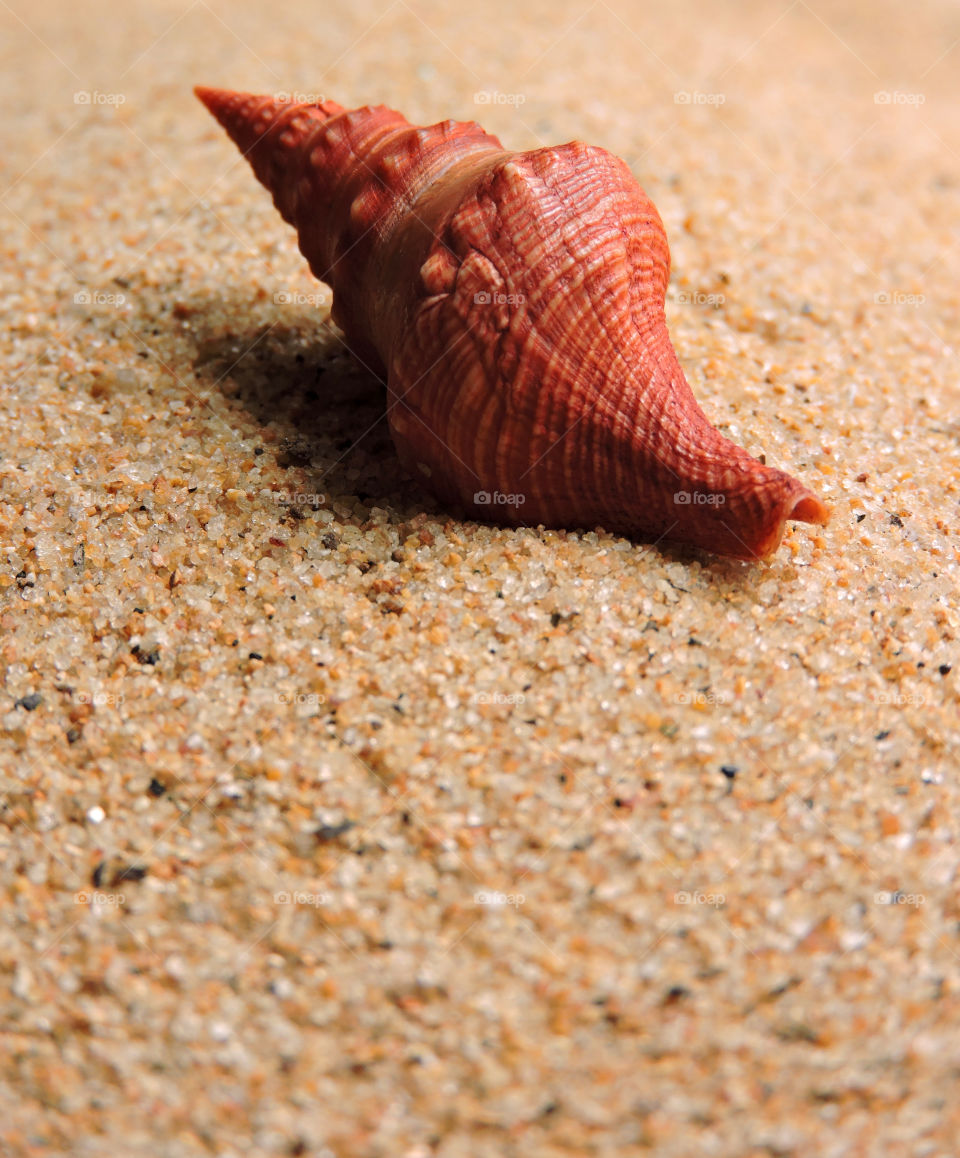 seashell