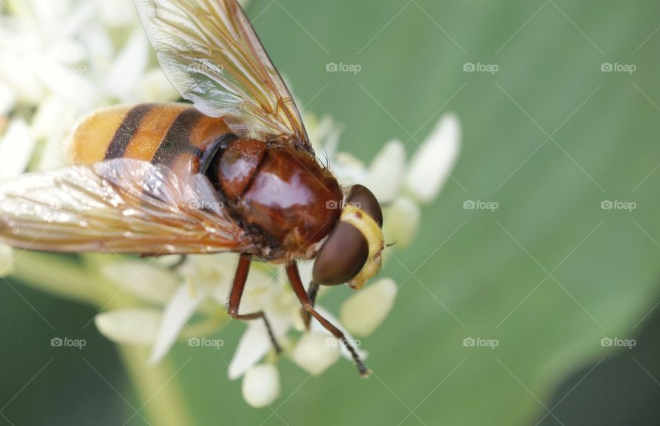 High angle view of insect on flower