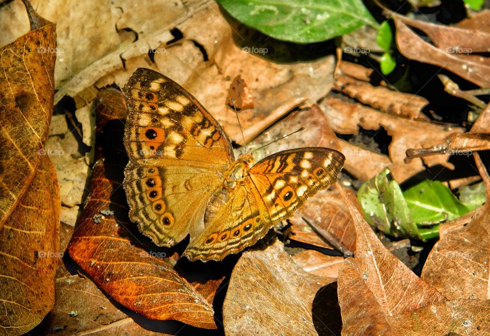 Brown butterflies disguise themselves as dry leaves
