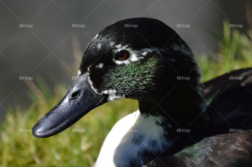 Duck close-up