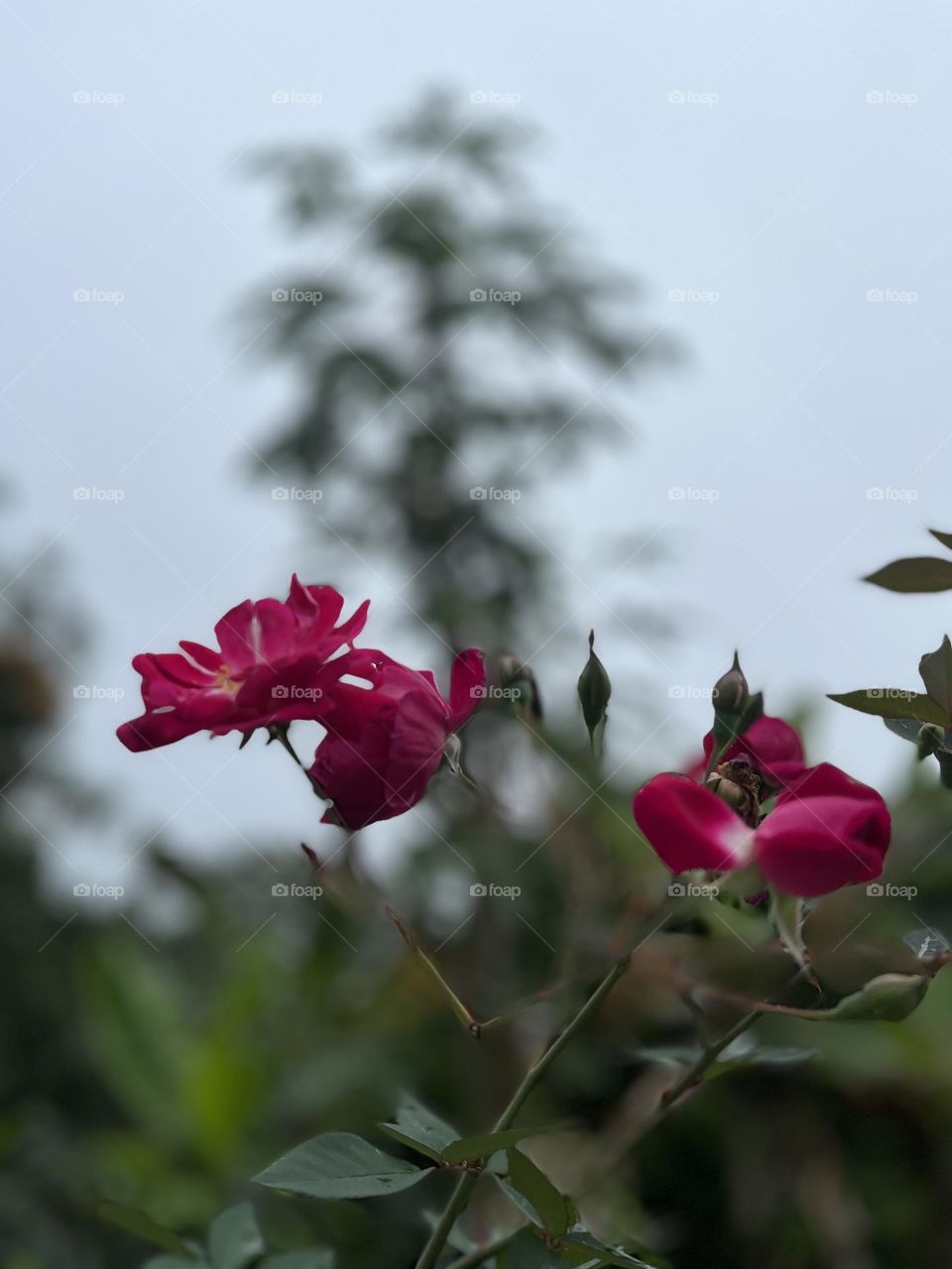 Flowers and trees nice plants