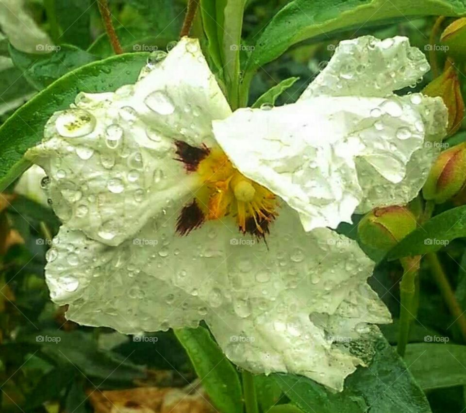 Rain on flower. London, UK...