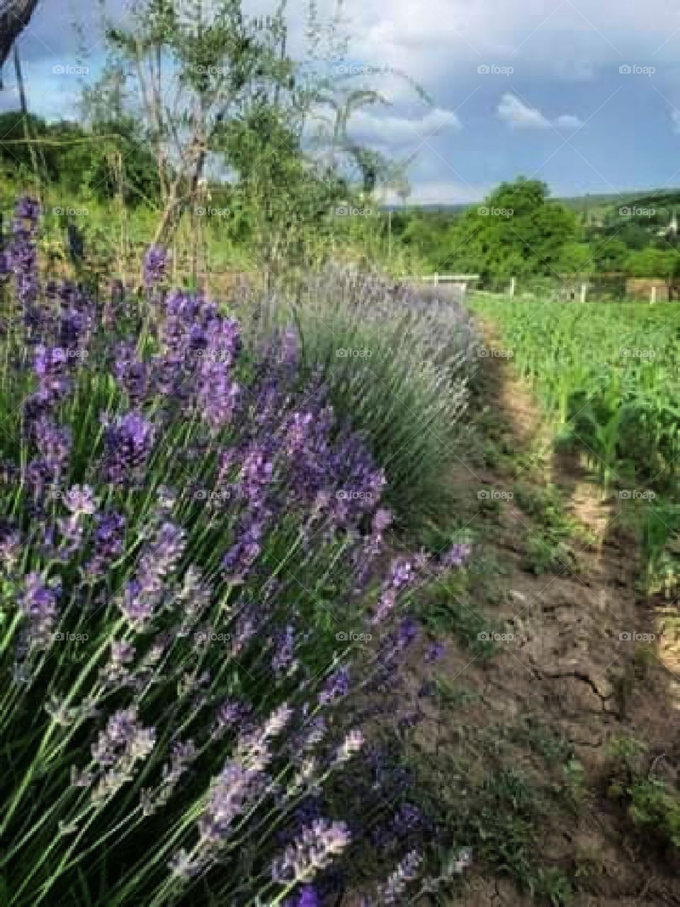 Garden view during summer