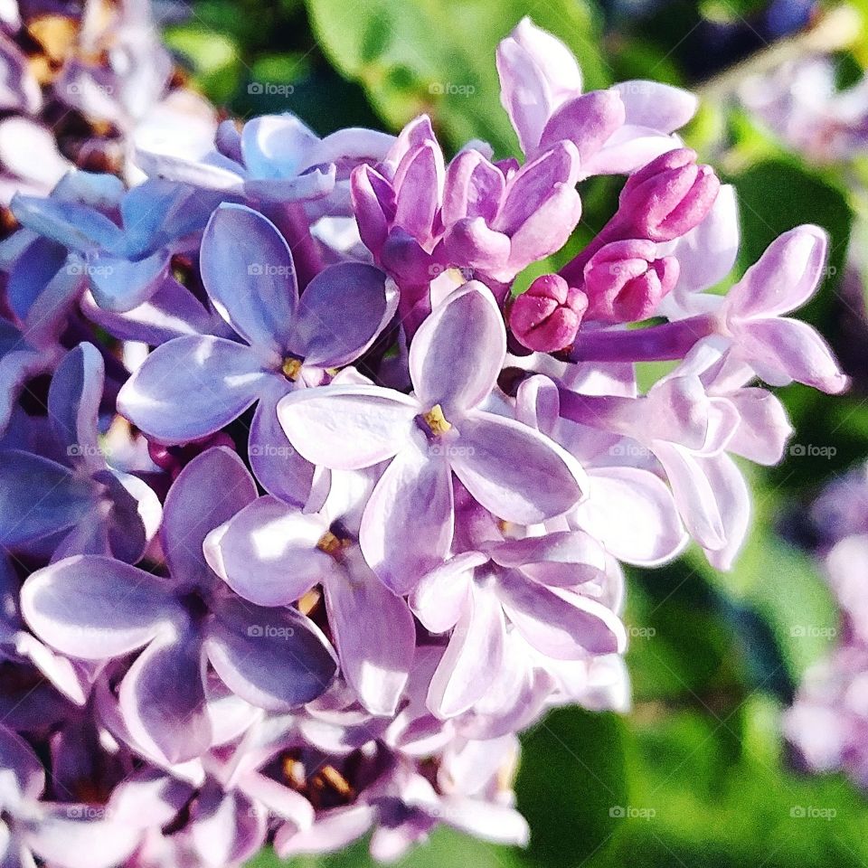 Lilac