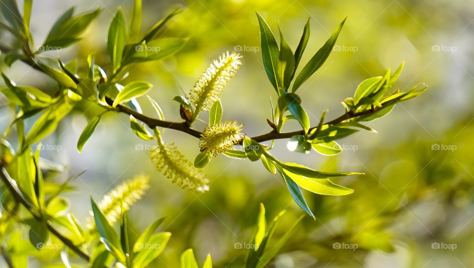 Spring