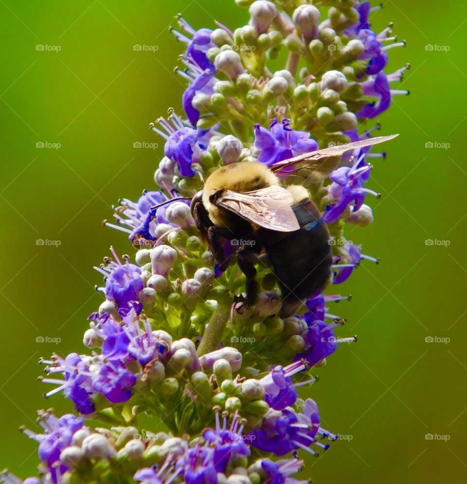 Close-up of bee on flower