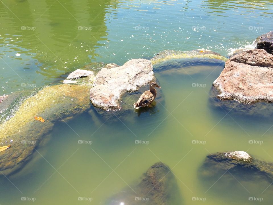 One cute duck in the pond. 