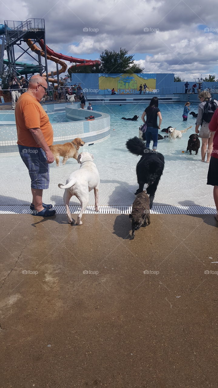 puppy playtime in the wave pool