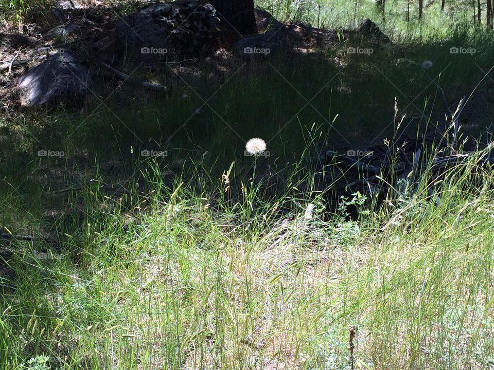 A single dandelion in a field of grass. 