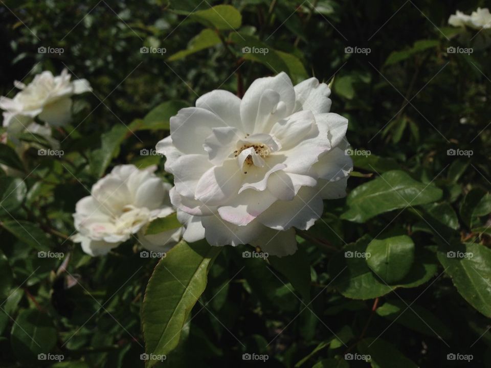 nature pretty flower color by itsAus