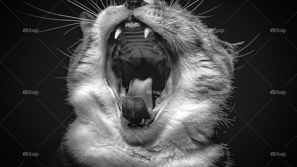 House cat patch tabby senior kitty feline beautiful b&w black and white photo picture rescue animal pet best friend phone photo no people fur tiger big whiskers adorable cute animals pets inside mouth teeth fangs facial expression