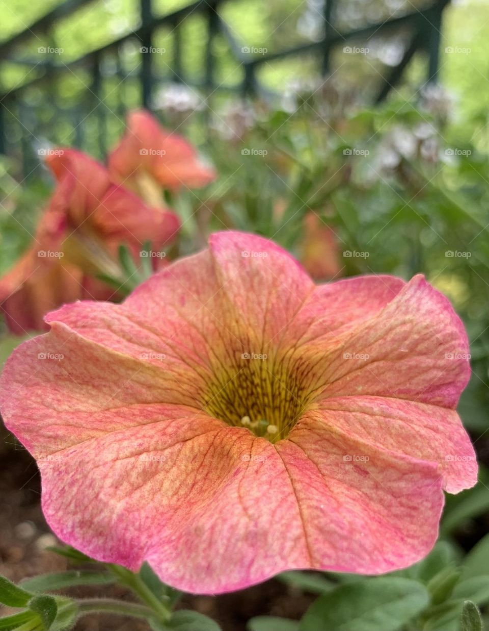 Flower blossom of garden petunia 